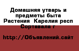 Домашняя утварь и предметы быта Растения. Карелия респ.,Сортавала г.